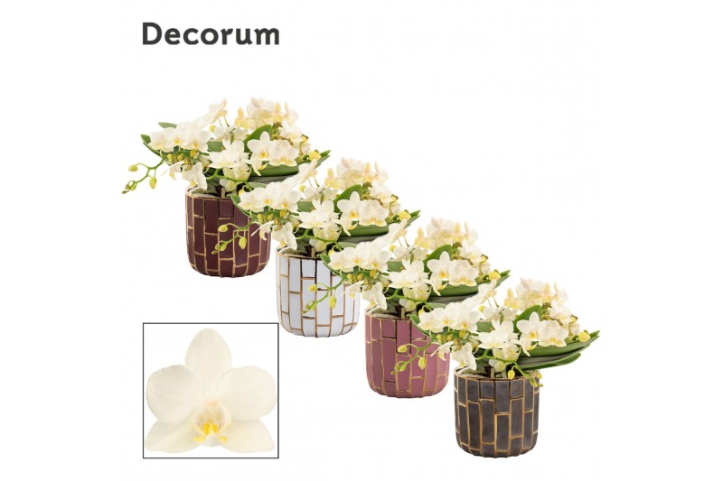 Phalaenopsis Anthura Nazare Table Whitney - 4+ tak, 20+ bloem - Pasca Phalaenopsis Anthura Nazare Table Whitney - 4+ tak, 20+ bloem - Pasca