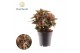 Syngonium maria decorum 