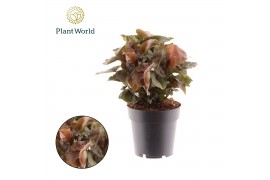 Syngonium maria decorum