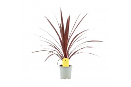 Cordyline australis red star