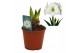 Hippeastrum Hippeastrum Denver 2 tak/plnt 
