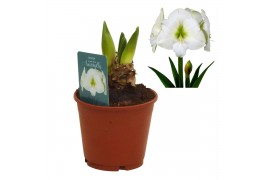 Hippeastrum Hippeastrum Denver 2 tak/plnt