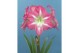 Hippeastrum Hippeastrum Exposure regular assortiment 2 tak/plnt 
