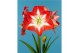 Hippeastrum Hippeastrum Minerva regular assortiment 2 tak/plnt 