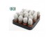 Cactus mix 3 soorten oreocereus Trollii 