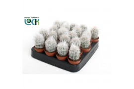 Cactus mix 3 soorten oreocereus Trollii