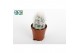 Cactus mix 3 soorten oreocereus Trollii 
