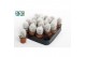 Cactus mix 3 soorten oreocereus Trollii 