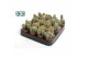 Cactus mix 3 soorten Pilocereus azureus 