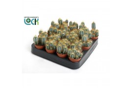 Cactus mix 3 soorten Pilocereus azureus
