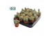 Cactus mix 3 soorten Pilocereus azureus 