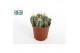 Cactus mix 3 soorten Pilocereus azureus 