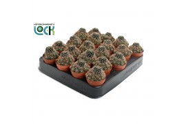 Cactus mix 3 soorten Lobivia van der Hoeven