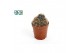 Cactus mix 3 soorten Lobivia van der Hoeven 