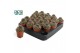 Cactus mix 3 soorten Lobivia van der Hoeven 