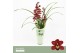 Cymbidium Red Beauty Roy - 2 tak - Orchid Collection Potcover 