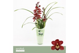 Cymbidium Red Beauty Roy - 2 tak - Orchid Collection Potcover
