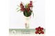 Cymbidium Red Beauty Roy - 4 tak - Exclusiva Orchidea Potcover 