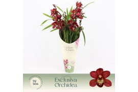 Cymbidium Red Beauty Roy - 4 tak - Exclusiva Orchidea Potcover
