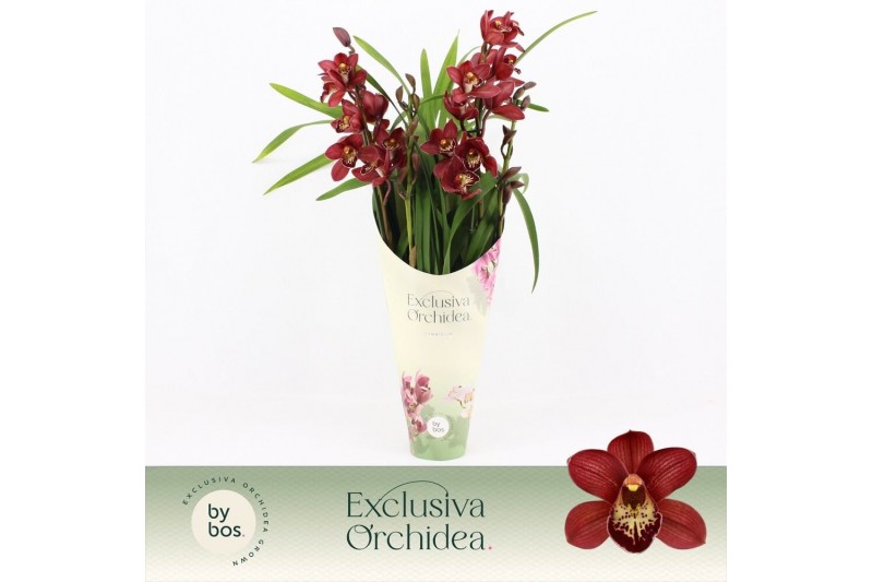 Cymbidium Red Beauty Roy - 4 tak - Exclusiva Orchidea Potcover Cymbidium Red Beauty Roy - 4 tak - Exclusiva Orchidea Potcover