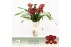 Cymbidium Red Beauty Roy - 3 tak - Exclusiva Orchidea Potcover 