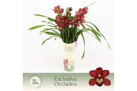 Cymbidium Red Beauty Roy - 3 tak - Exclusiva Orchidea Potcover