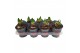 Hippeastrum Hippeastrum Potcover Rood 2 tak/plnt 
