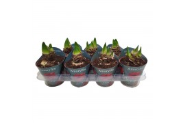 Hippeastrum Hippeastrum Potcover Rood 2 tak/plnt