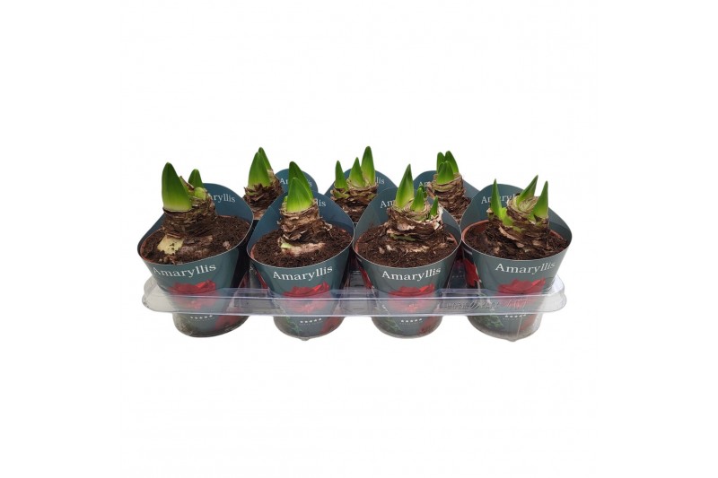 Hippeastrum Hippeastrum Potcover Rood 2 tak/plnt Hippeastrum Hippeastrum Potcover Rood 2 tak/plnt