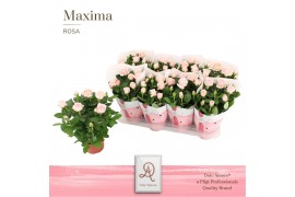 Rosa amorosa infinity soft pink dolcamore