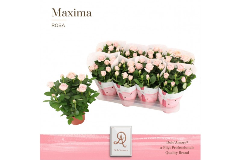 Rosa amorosa infinity soft pink dolcamore 
