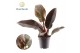 Philodendron imperial red Philodendron Imperial Red P12 (Decorum) 3 pp 