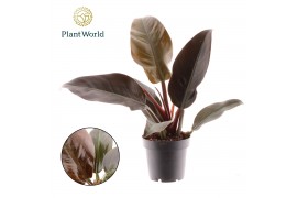 Philodendron imperial red Philodendron Imperial Red P12 (Decorum) 3 pp