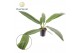 Philodendron campiii 