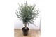 Olea europaea 
