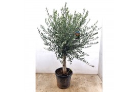 Olea europaea