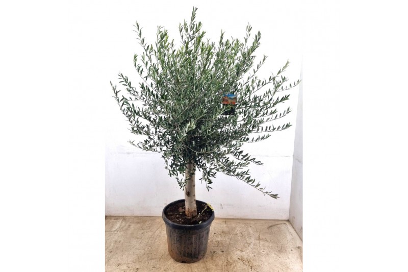 Olea europaea 