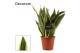 Sansevieria trifasciata futura superba (Decorum) 