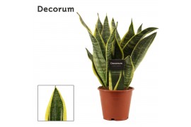 Sansevieria trifasciata futura superba (Decorum)