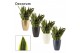 Sansevieria trifasciata futura superba in Carly (Neo Architect-collect 