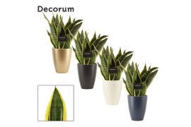 Sansevieria trifasciata futura superba in Carly (Neo Architect-collect