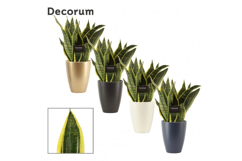 Sansevieria trifasciata futura superba in Carly (Neo Architect-collect Sansevieria trifasciata futura superba in Carly (Neo Architect-collect