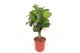 Ficus lyrata vertakt 