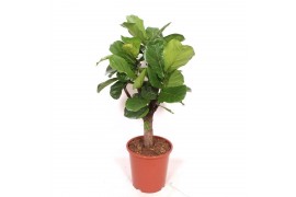 Ficus lyrata vertakt