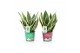 Sansevieria trifasciata futura superba in Potcover Merry Christmas 