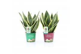 Sansevieria trifasciata futura superba in Potcover Merry Christmas