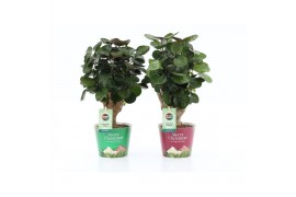 Polyscias fabian in Potcover Merry Christmas
