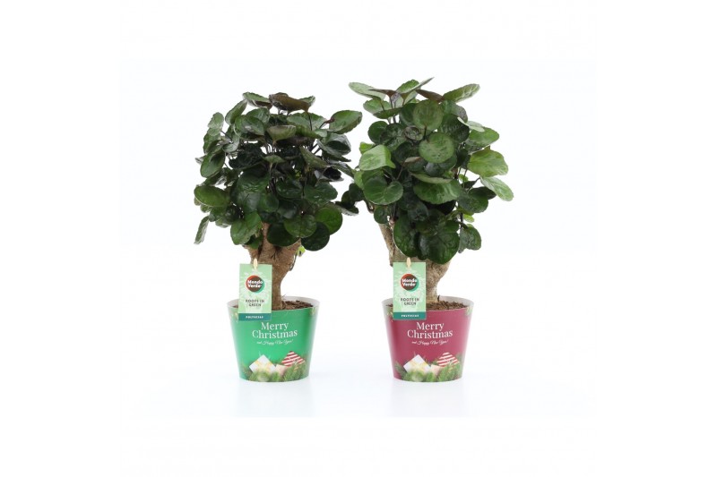 Polyscias fabian in Potcover Merry Christmas 