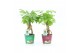 Radermachera sinica Bonsai in Potcover Merry Christmas 