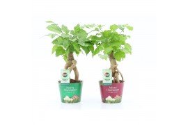 Radermachera sinica Bonsai in Potcover Merry Christmas